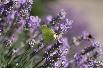 Beautiful butterfly in lavender field on sunny day, closeup