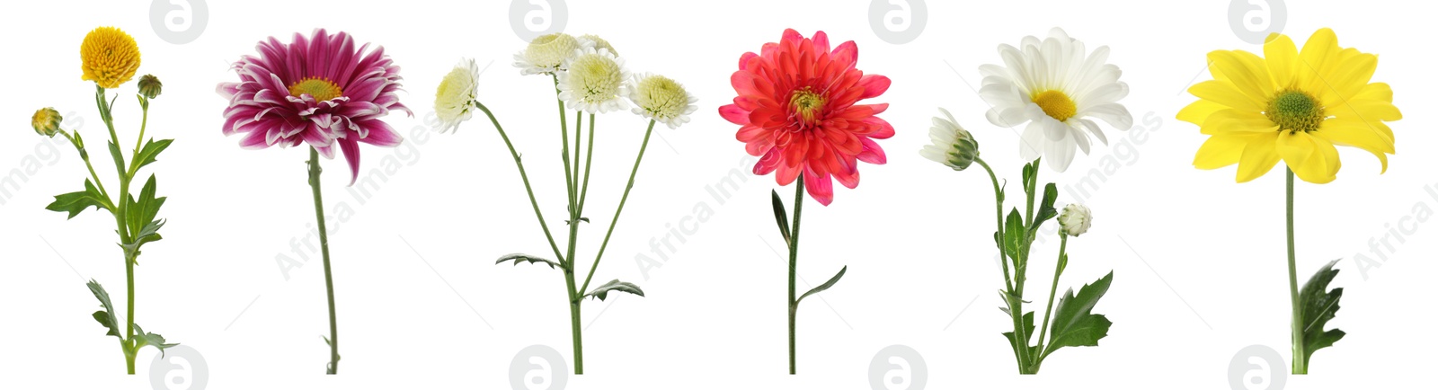 Image of Set with different beautiful chrysanthemum flowers on white background. Banner design