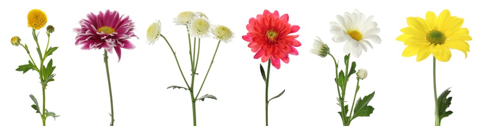 Image of Set with different beautiful chrysanthemum flowers on white background. Banner design