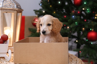 Cute English Cocker Spaniel puppy in Christmas gift box indoors