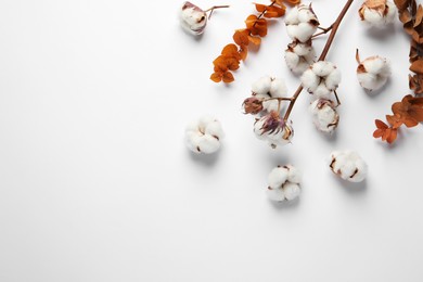 Photo of Dry cotton branch with fluffy flowers on white background, flat lay. Space for text