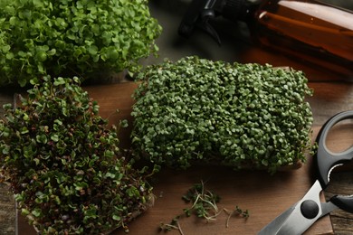Fresh microgreens, spray bottle and scissors on table, above view