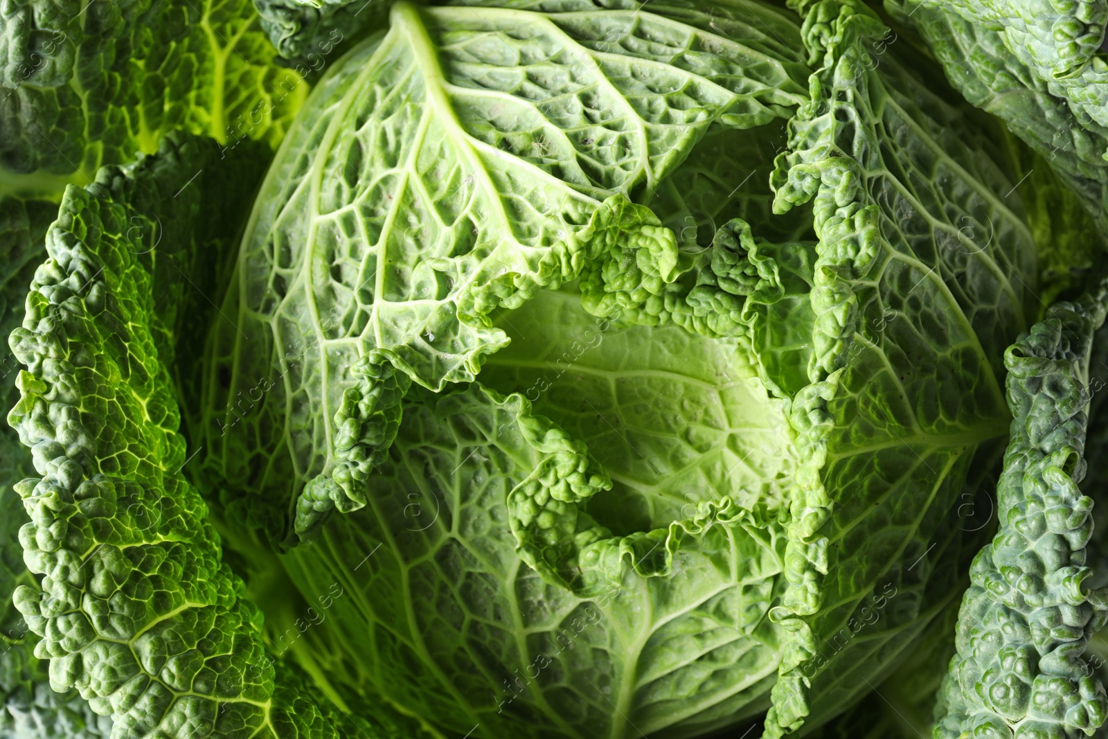Photo of Fresh green savoy cabbage as background, closeup