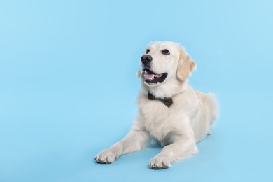 Photo of Cute Labrador Retriever with stylish bow tie on light blue background. Space for text