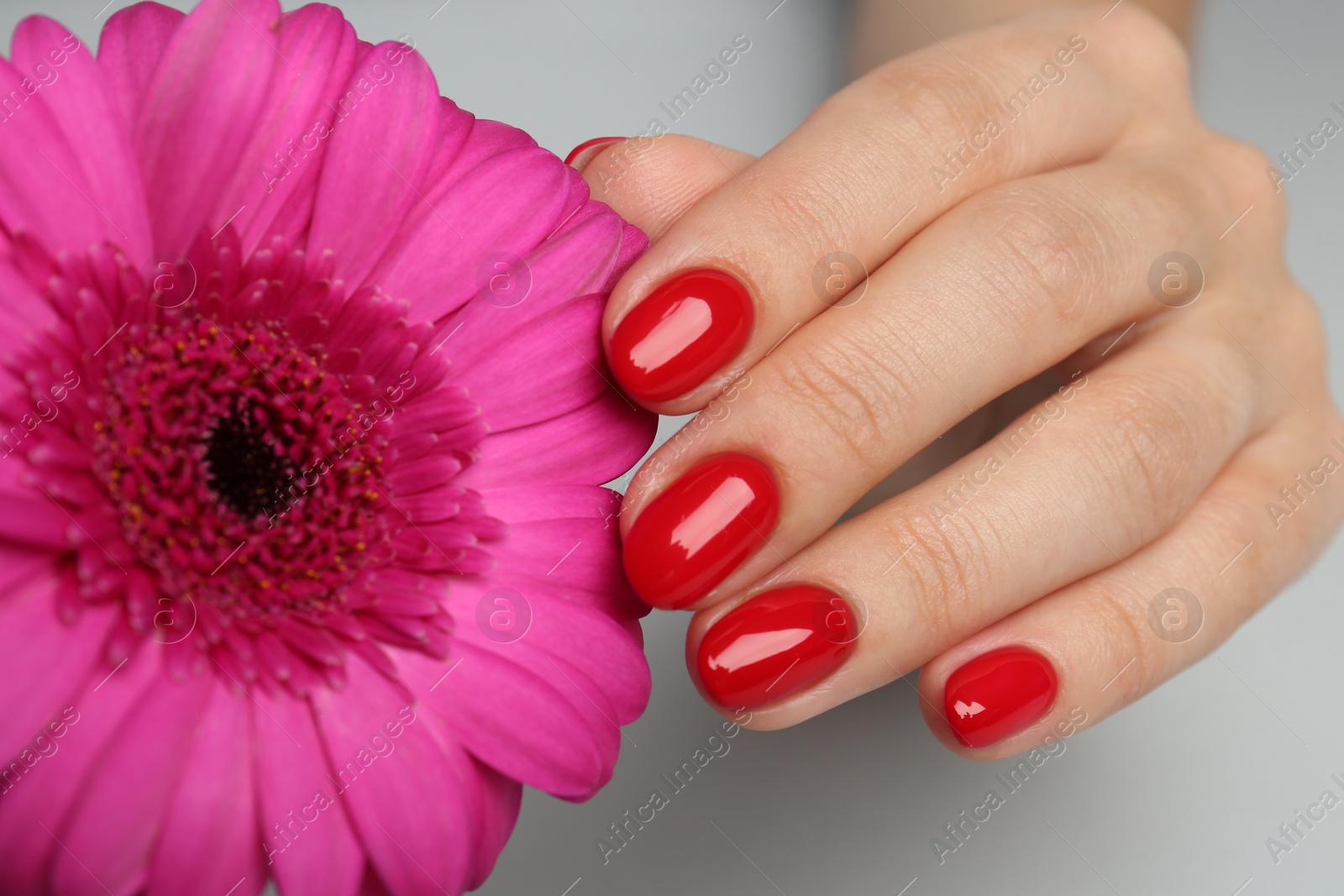 Photo of Woman with red polish on nails touching flower on white background, closeup