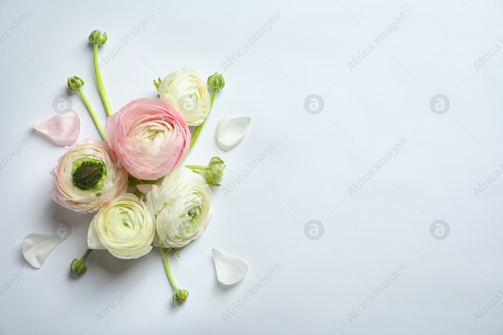 Photo of Beautiful ranunculus flowers on white background