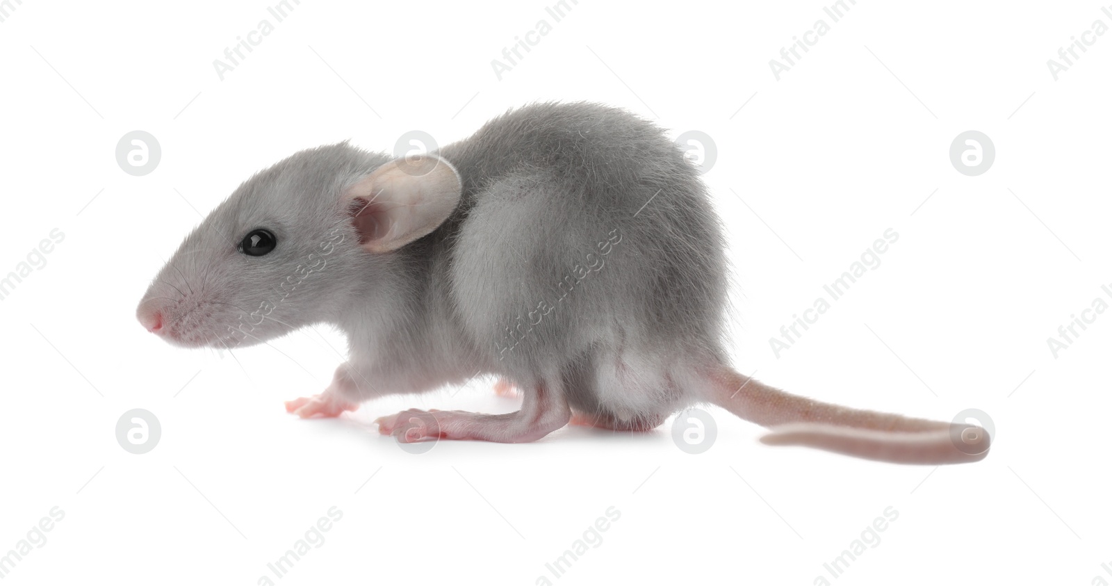 Photo of Small fluffy grey rat on white background