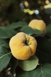 Photo of Quince tree branch with fruits outdoors, closeup