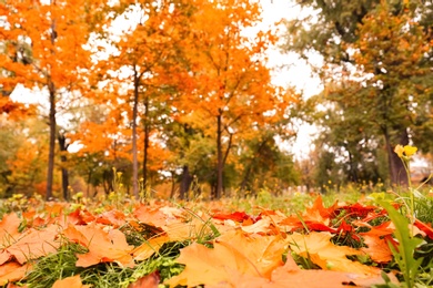 Photo of Colorful autumn leaves on green lawn in park