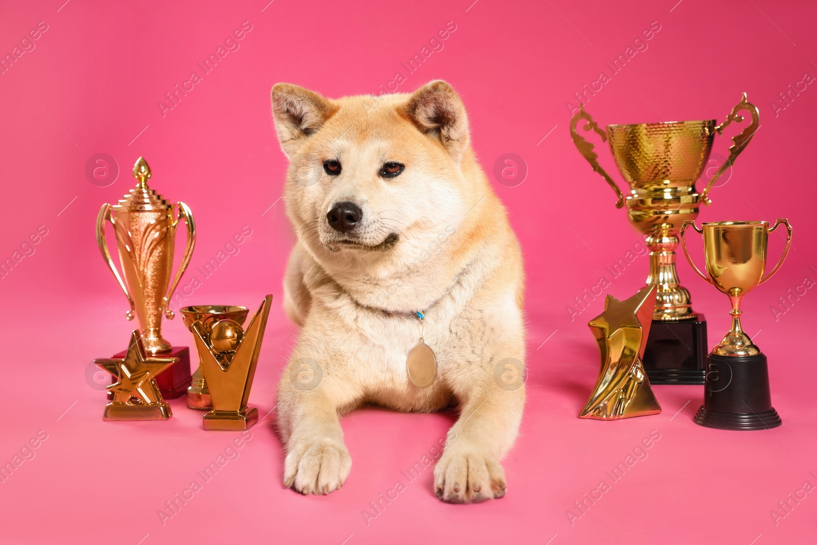 Photo of Adorable Akita Inu dog with champion trophies and medal on pink background