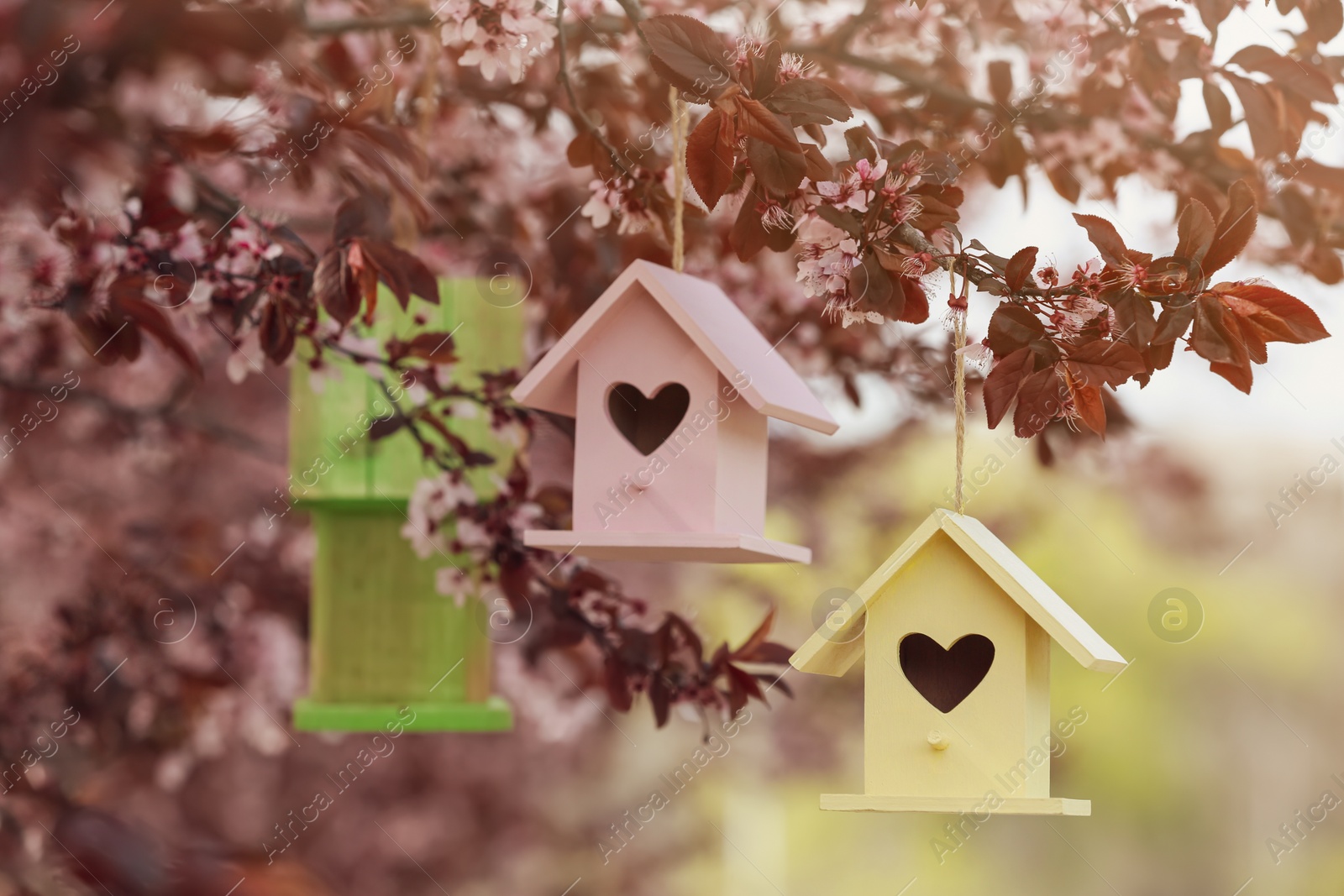 Photo of Different wooden bird houses hanging from tree outdoors