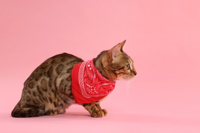 Cute Bengal cat with red bandana on pink background, space for text
