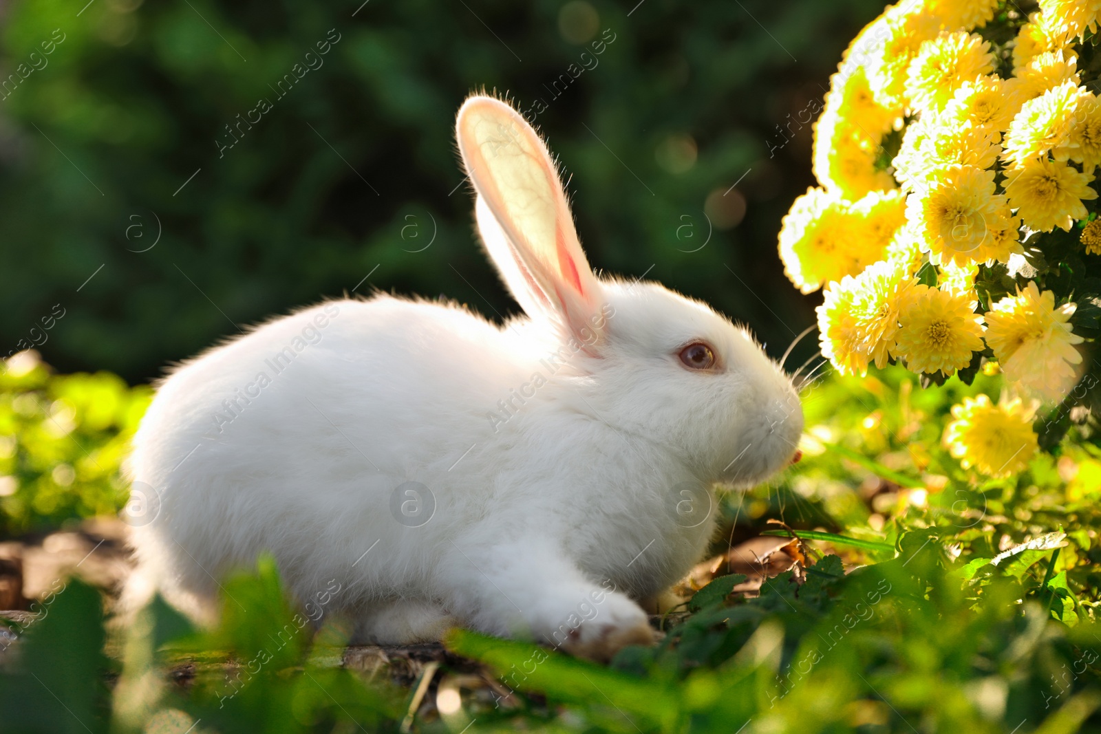 Photo of Cute white rabbit on tree stump near green grass and flowers outdoors