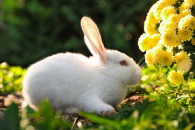Photo of Cute white rabbit on tree stump near green grass and flowers outdoors