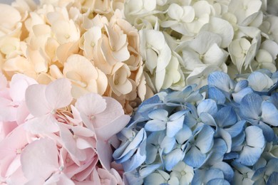 Photo of Beautiful colorful hydrangea flowers as background, top view