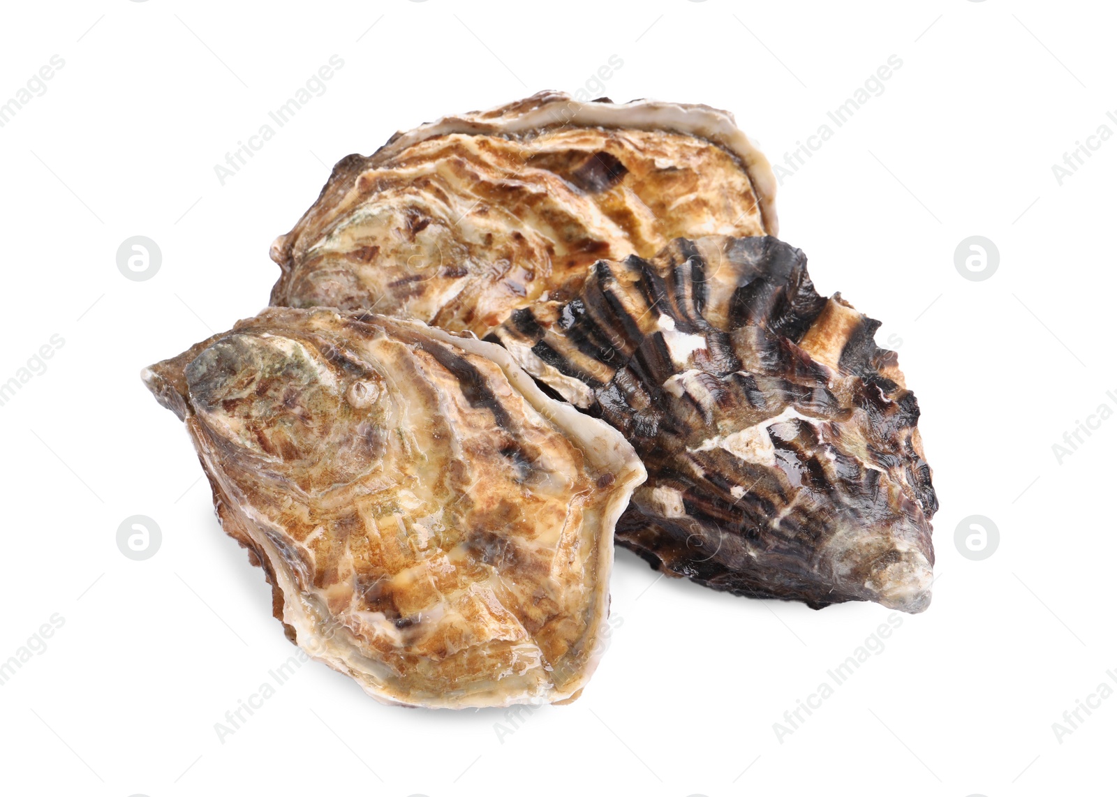 Photo of Fresh raw closed oysters on white background