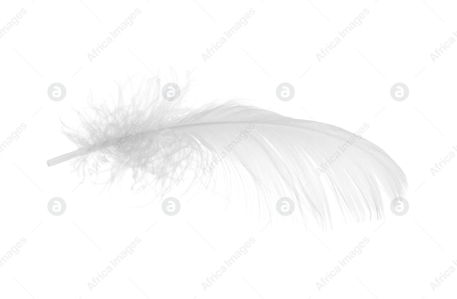 Photo of Beautiful fluffy bird feather isolated on white