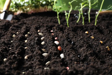 Photo of Rows with different seeds in fertile soil. Vegetable growing