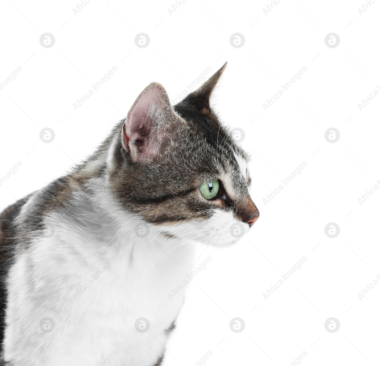 Photo of Portrait of cute cat on white background. Lovely pet