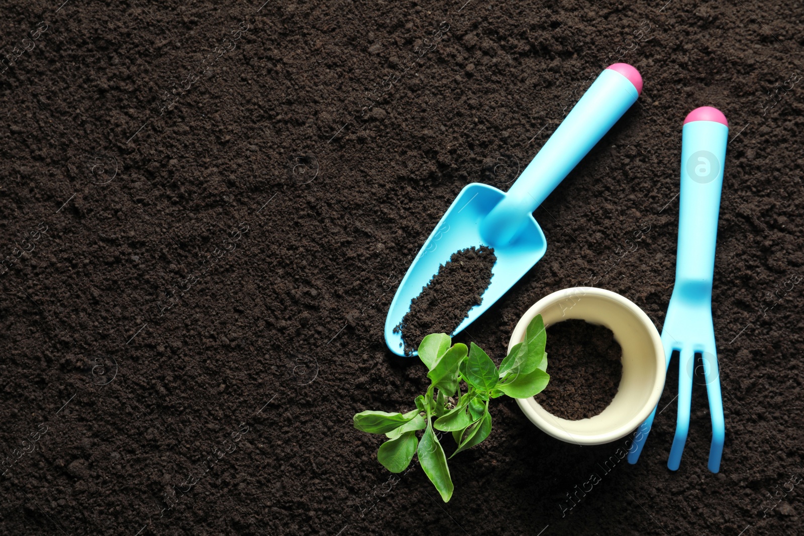 Photo of Plant, pot and gardening tools on soil, top view