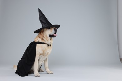 Photo of Cute Labrador Retriever dog in black cloak and hat on light grey background, space for text. Halloween celebration
