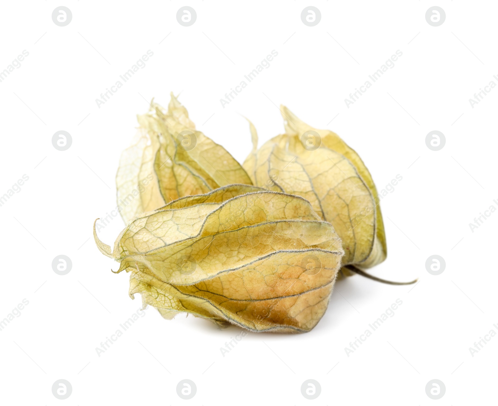 Photo of Ripe physalis fruits with calyxes isolated on white