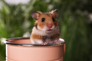 Photo of Cute little hamster looking out of pink can against blurred background, closeup