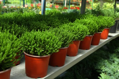 Pots with beautiful evergreen hebe shrubs growing in greenhouse