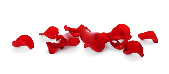 Fresh red rose petals on white background