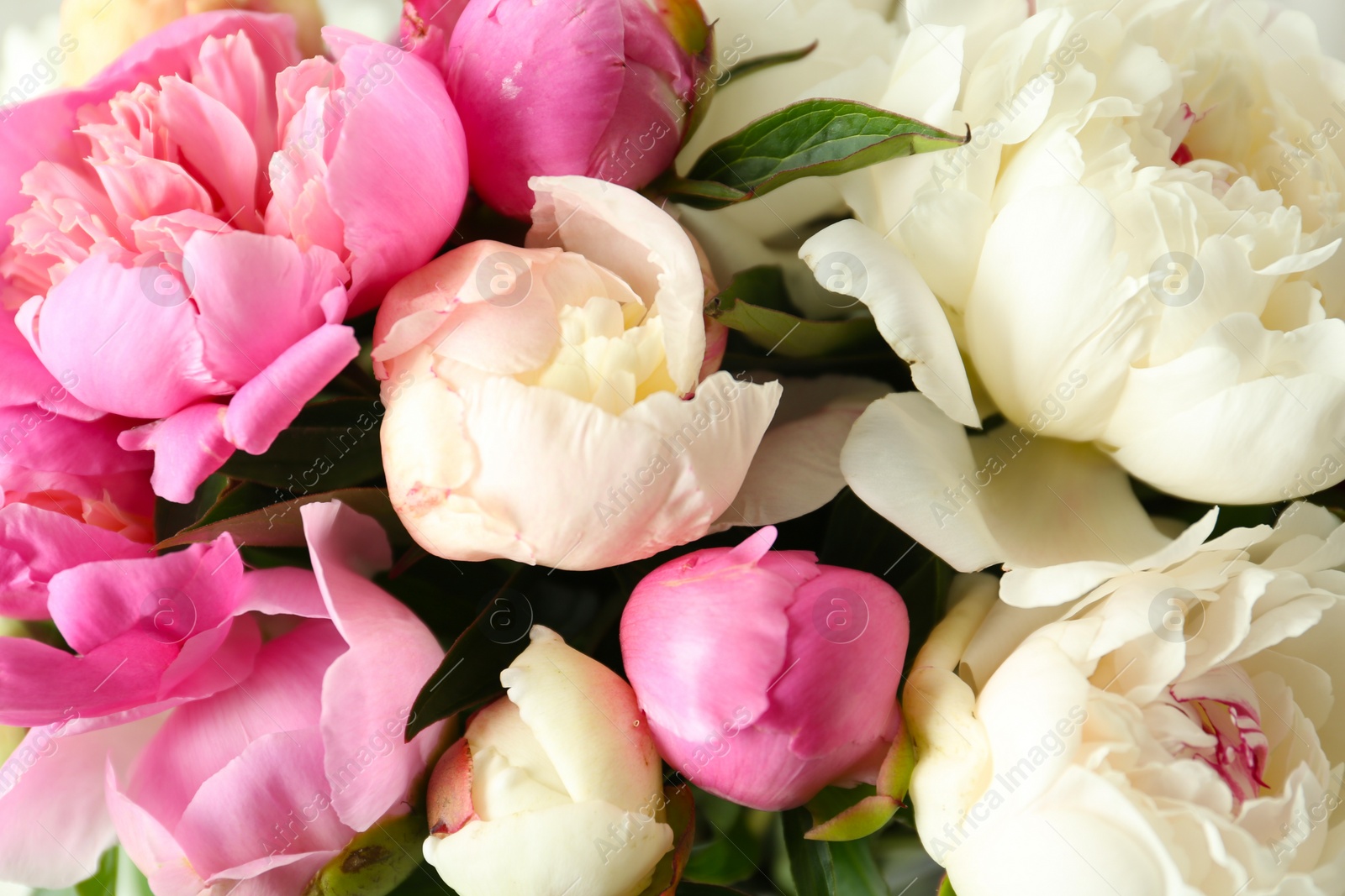 Photo of Closeup view of beautiful fragrant peony flowers