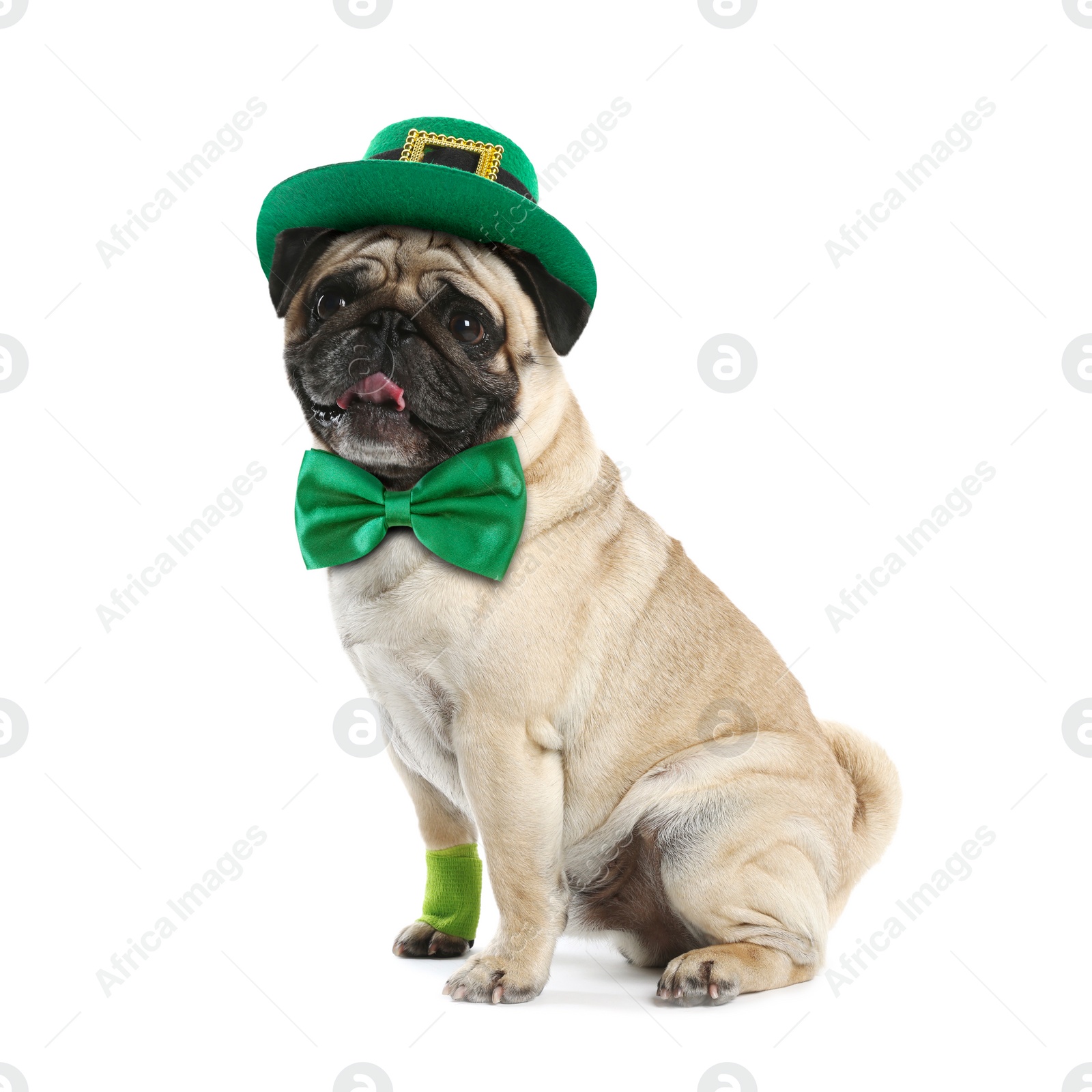 Image of St. Patrick's day celebration. Cute pug dog with green bow tie and leprechaun hat isolated on white