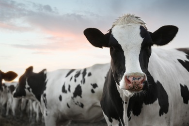 Photo of Pretty cows on farm, closeup. Animal husbandry