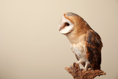 Beautiful common barn owl on twig against beige background. Space for text