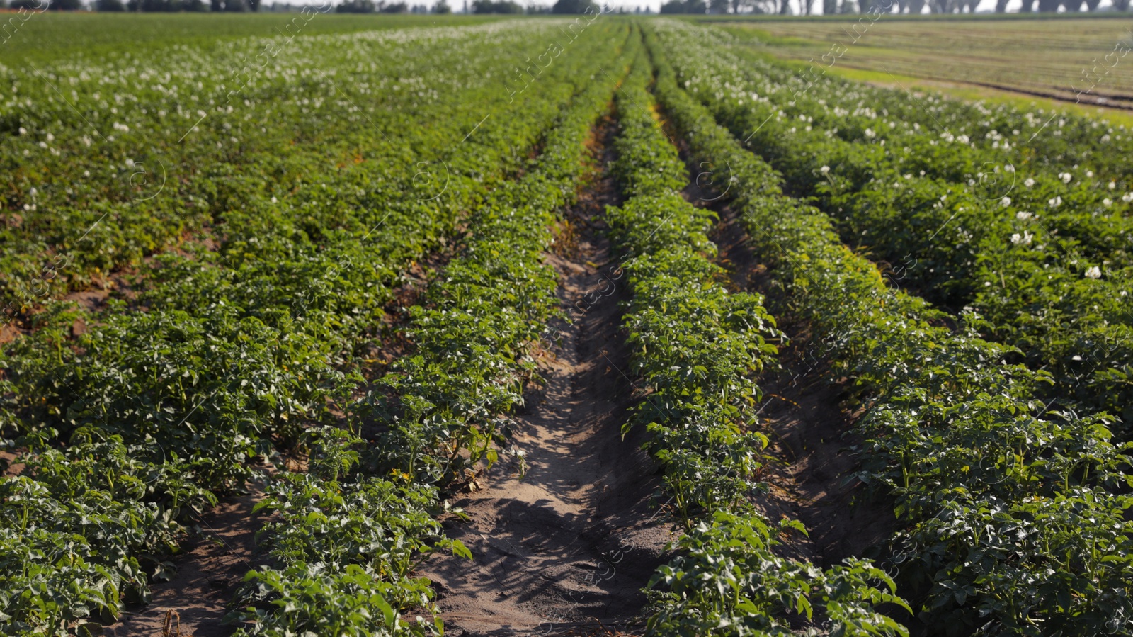 Photo of Beautiful field with blooming potato bushes on sunny day