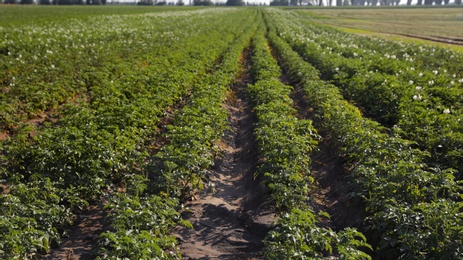 Photo of Beautiful field with blooming potato bushes on sunny day