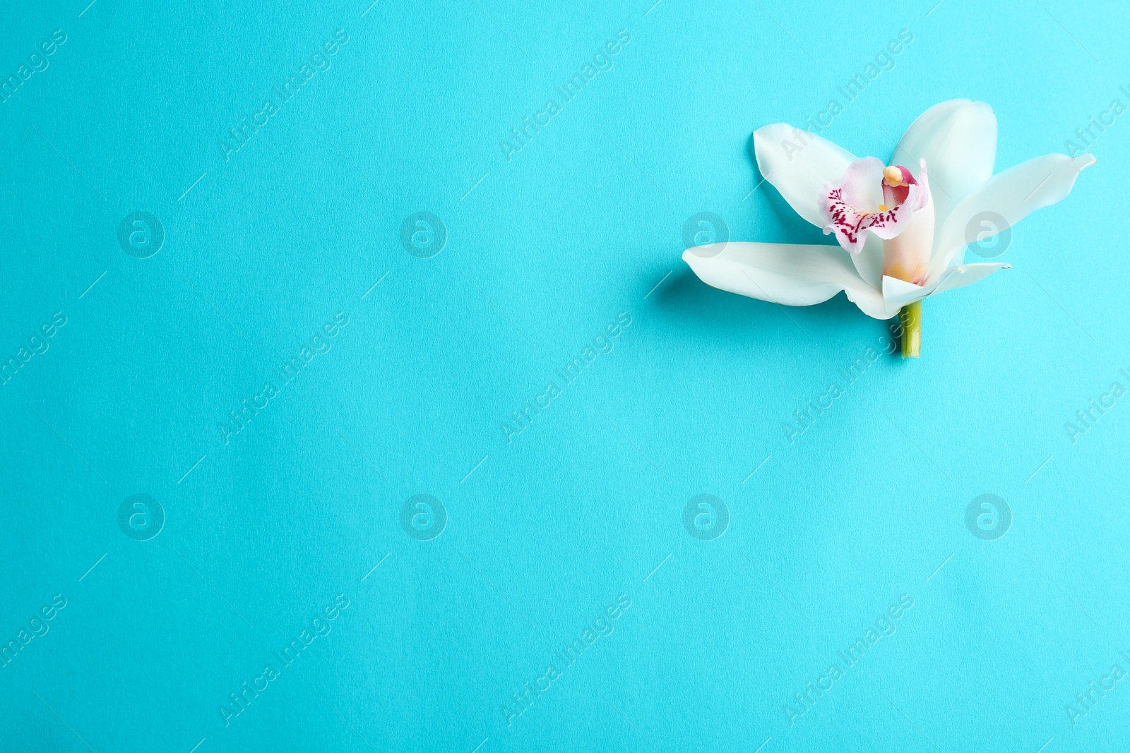 Photo of Beautiful tropical orchid flower on color background, top view. Space for text