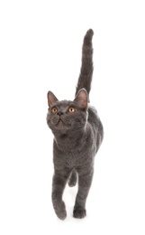 Photo of Adorable grey British Shorthair cat on white background