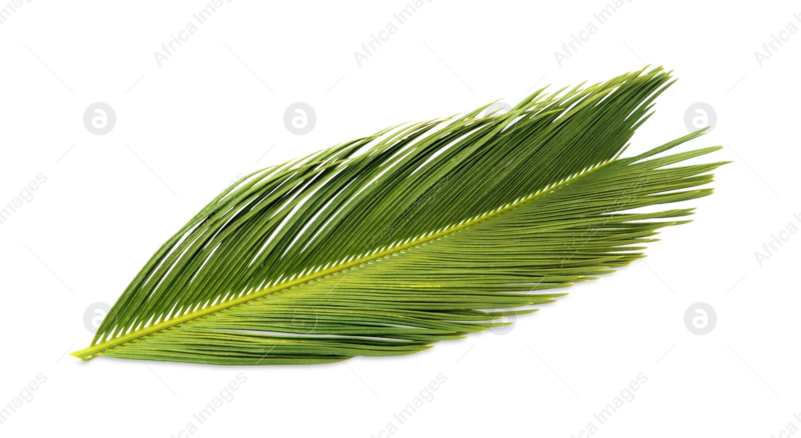 Photo of Beautiful green palm branch isolated on white. Tropical leaves