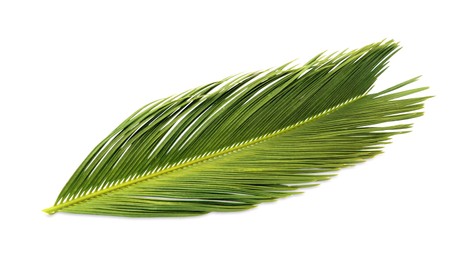 Photo of Beautiful green palm branch isolated on white. Tropical leaves