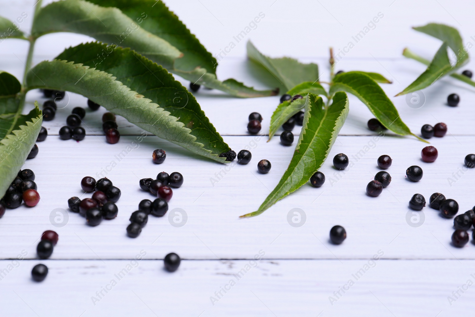 Photo of Beautiful leaves and tasty elderberries (Sambucus) on white wooden table, closeup