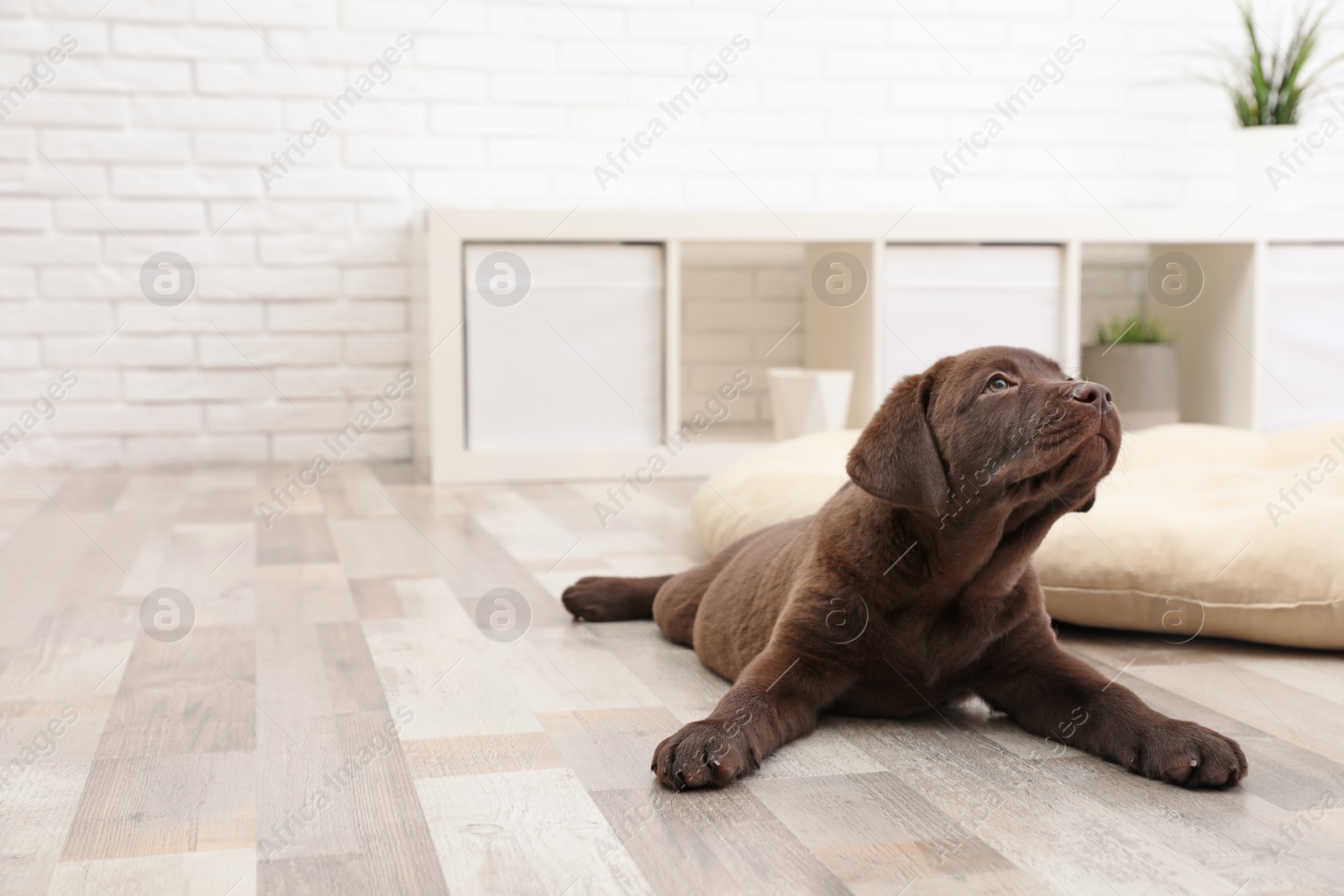 Photo of Chocolate Labrador Retriever puppy lying on floor at home. Space for text