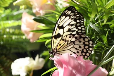 Photo of Beautiful rice paper butterfly on pink flower in garden