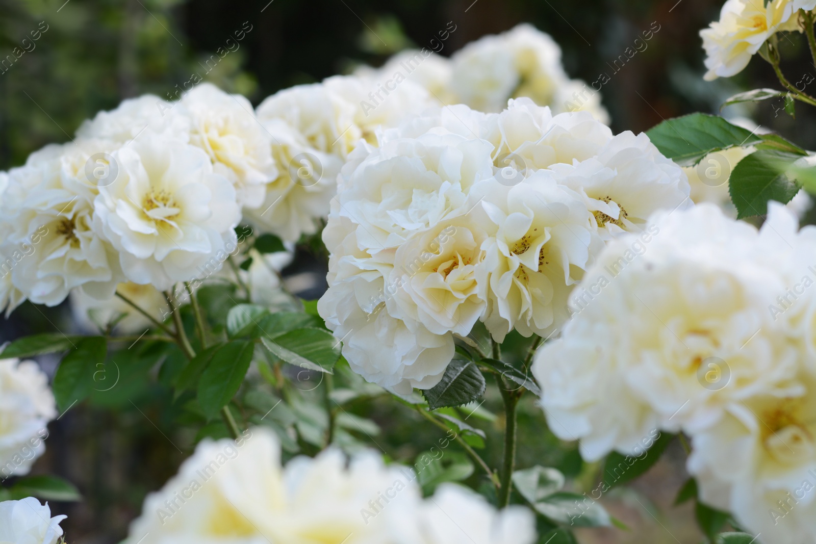 Photo of Beautiful white rose flowers blooming outdoors, closeup