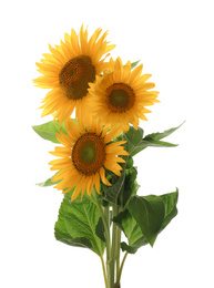 Beautiful bright blooming sunflowers on white background