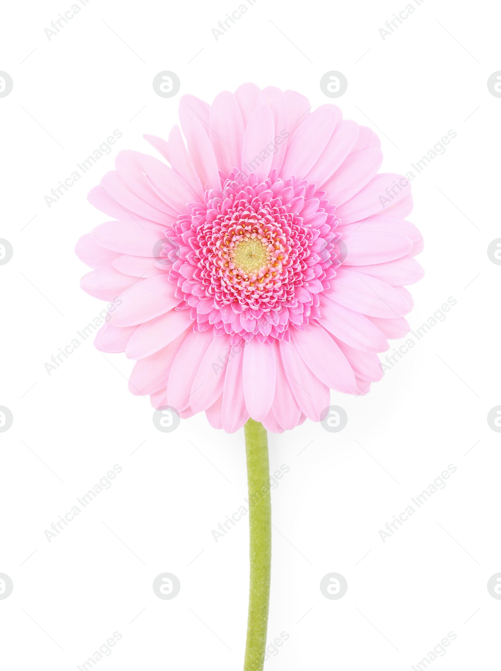 Photo of One beautiful pink gerbera flower isolated on white, top view