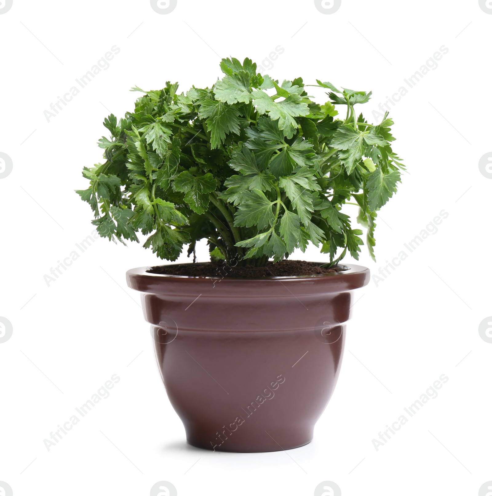 Photo of Fresh green organic parsley in pot on white background