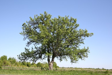 Photo of Beautiful tree growing outdoors on sunny day