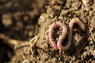 One worm crawling in wet soil, closeup. Space for text