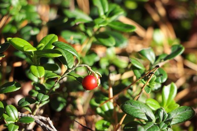 Photo of Tasty ripe lingonberry growing on sprig outdoors