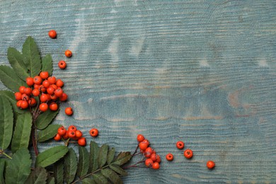 Fresh ripe rowan berries and green leaves on light blue wooden table, flat lay. Space for text